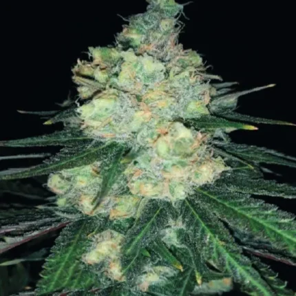 Gorilla Cookies Feminized 5 Samen