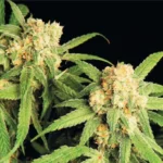 Northern Bud Automatic 5 Samen