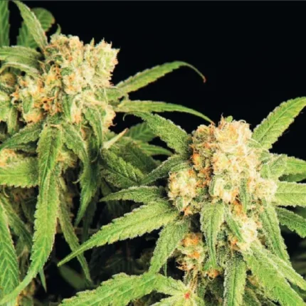 Northern Bud Automatic 5 Samen